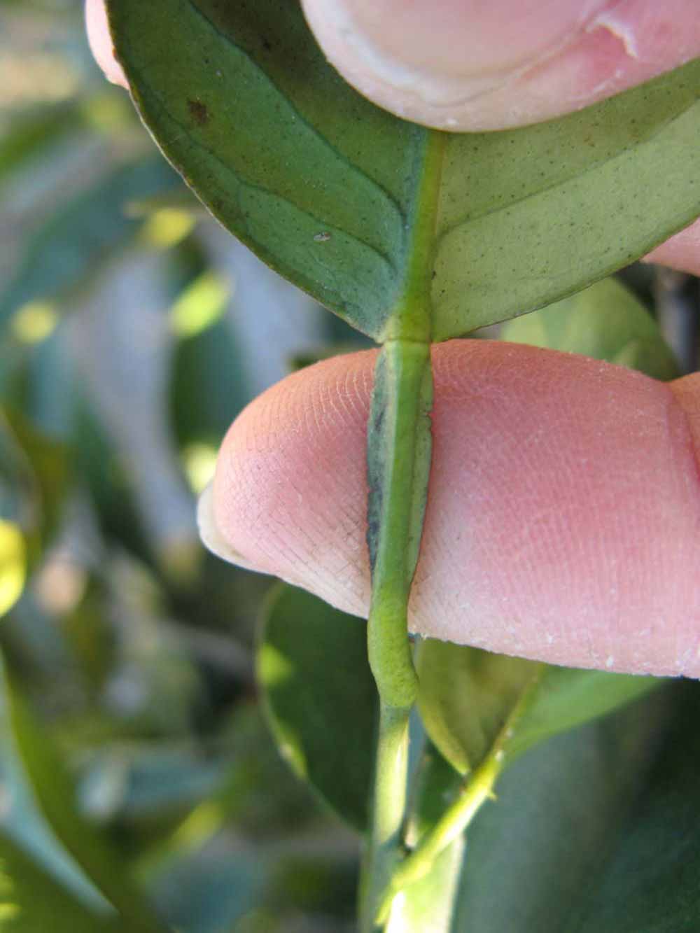              Petiole (Winter Haven, FL)       